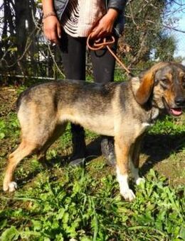 Feliz - süße Maus sucht Zuhause - Kropp