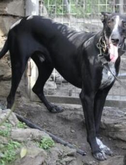 Marlon wartet auf seine Menschen - Grevenbroich