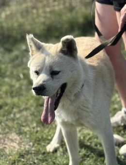 Hachiko wartet auf ein Für-Immer-Zuhause - Nordwalde