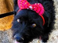 Negra liebe Schnauzer-Mix Hündin 1/18 ES - Ruppertsecken