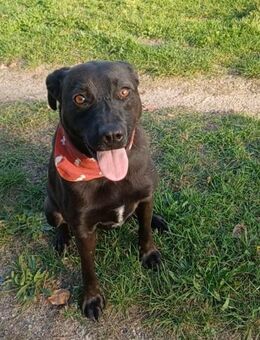FARAH 💜 liebenswert & schmusebedürftig - Herxheim (Landau)
