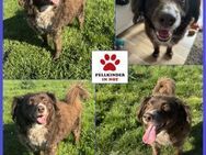 Schüchterner Milo sucht Familie - Margetshöchheim