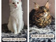 2Maine Coon Kitten mit Stammbaum geboren am 20.2.2025 und 24.12.2024 - Salzgitter