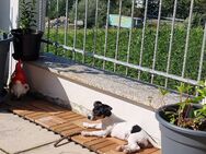 Jack Russell Terrier - Herrngiersdorf