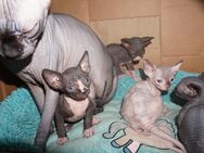 Reinrassige Cannadische Sphynx Kitten mit Stammbaum - Dortmund