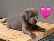 Reinrassige Labrador Welpen mit Ahnentafel - Bad Wildungen
