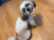 Shihtzu Rüde Junge 8 Monate reinrassige - Hamburg