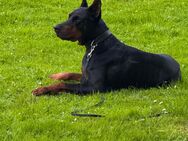 Dobermann in liebevolle Hände abzugeben - Bielefeld Gadderbaum