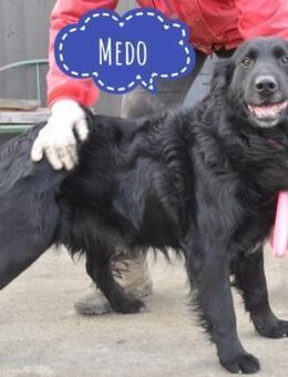 Medo ein Traumhund - Mannheim