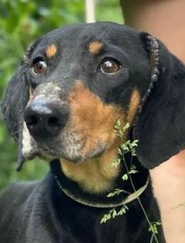 ROKY 2 sucht Familienanschluss - Gefrees