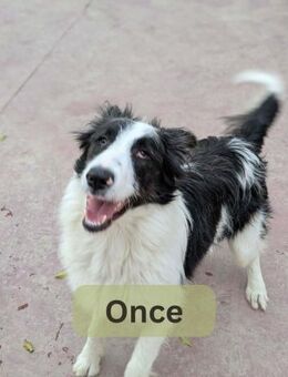 ONCE, m., kastr., Border-Mix, ca. 55 cm - Sipplingen