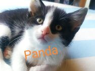 Babykatze, Kitty, ein Mädchen - Aufhausen