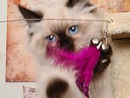 Neva Masquarade Katze mit Stammbaum Sibirische Katze - Karstädt (Brandenburg)
