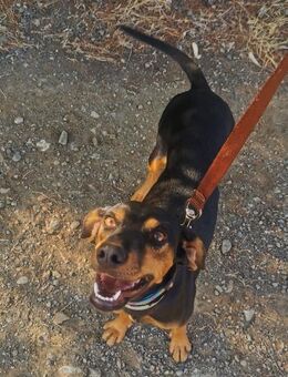 ❤ MELINA ❤ - SCHENKST DU MIR EIN ZUHAUSE - Alfeld (Leine)