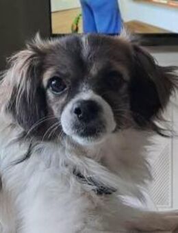 Skippy, süße Biene - Zornheim