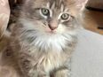 Maine coon Kitten vom Züchter mit Papieren/ Stammbaum Kätzchen Katze in 04451