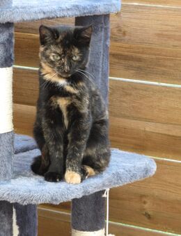 Zwei Straßenkinder und vier Bauernhofkitten - Feldberger Seenlandschaft