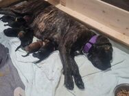Cane Corso Boerbel Welpen - Greven (Nordrhein-Westfalen)
