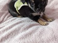 Chihuahua Welpen zu verkaufen - Pforzheim