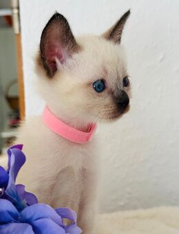Siam kitten reinrassig Seal Point - Biberach (Riß)