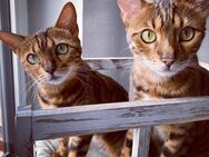 Max und Mia - Unsere beiden wundervollen Bengal-Geschwister mit Stammbaum / Reinsassige Bengalkatzen suchen ein neues Zuhause - Gangelt