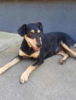 Bella sucht ein liebevolles Zuhause - Nordwalde