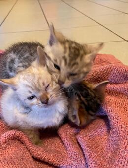 Zauberhafte Bengal Kitten Snow Mink, Silver Rosette, Brown Spotted Tabby, Abgabe ab Januar - Werther (Westfalen)