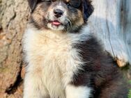 Australian Shepherd Welpe, Hündin, black tri, mit VDH/CASD Papieren - Muldestausee