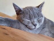 Bkh kitten blue - Worms