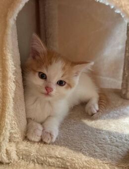 Britisch Mix Kitten (Kater) 10 Wochen alt sucht neues Zuhause - Rückersdorf (Bayern)