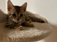Bengalkitten, Kitten, Babykatzen - Veitsbronn