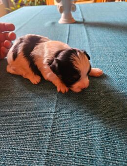 Bolonka - Shitzu-Schnauzer Welpen Abzugeben - Schwarzenbruck
