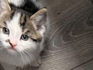 Katzenbabys Kitten Mixkitten