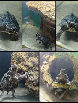 Moschusschildkröte - Augsburg