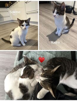 Junges Geschwisterpaar Kairo & Solène (Maine Coon x BKH) nur gemeinsam abzugeben - Köln