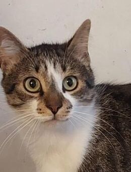 🐱Charmeur Baiatul sucht Zuhause🌿✨ - Eislingen (Fils)
