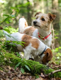 Trollige Jack Russel Terrier Rauhhaar Welpen - Weißkeißel