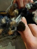 Süße Biewer Yorkshire Terrier Welpen sind da! in 37431