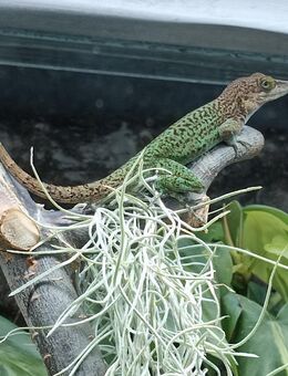 Anolis Leachii Nachzuchten - Eisenhüttenstadt
