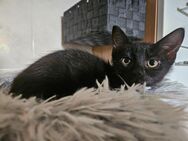 Katzenbabys zu verkaufen - Chorin