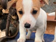 Jack Russel Terrier Welpen - Lanitz-Hassel-Tal