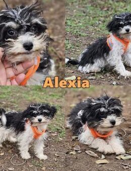 Alexia kennt nicht viel von der Welt - Schafflund