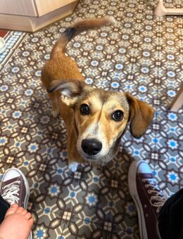 Hunde Mädchen - Büdingen
