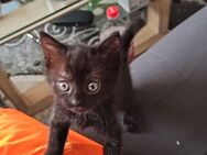 4 kleine Babys suchen zuhause - Neunkirchen (Saarland)