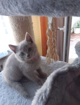 BKH Kitten - Unna Zentrum