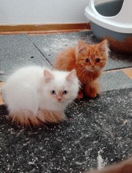 Sehr schöne baby katzen. - Bonn Poppelsdorf