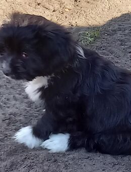 Yorkshire Mix Welpe - Liebenwalde