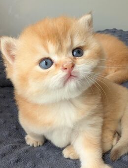 Goldene BKH Kitten edel mit Stammbaum - Borkheide