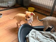 ABGABEBEREIT Chihuahua Welpen reinrassig - Buseck