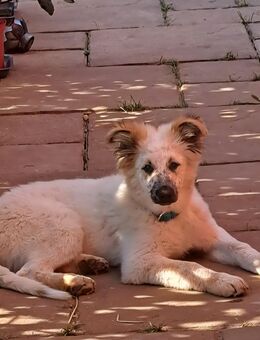 Sensibler Border Collie Mix Junge - Heringen (Werra)